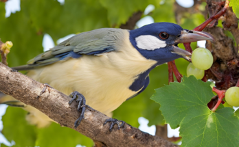 Can Birds Eat Grapes
