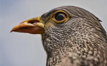 beak of the bird