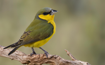 Australian small birds