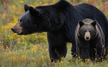Male vs Female Black Bears