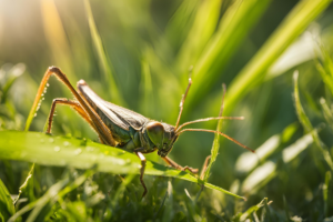 A cricket munching on a green blade of grass in its natural surroundings