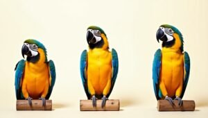 A visual comparison of three macaws highlighting their color variations